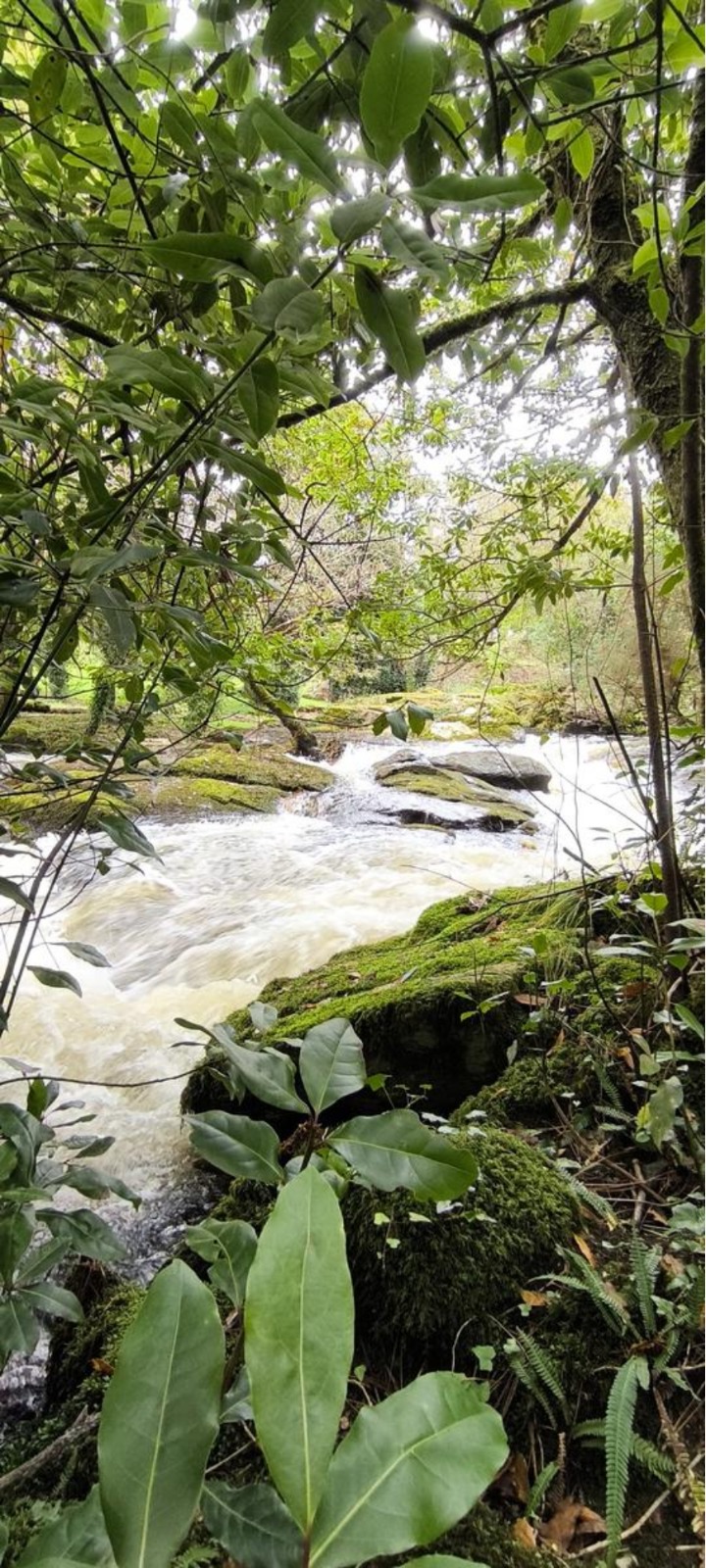 O CARREIRO DO RÍO (15 DE NOVEMBRO)